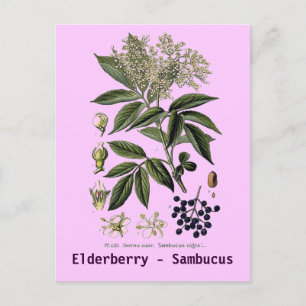 Elderberry Sambucus postcard