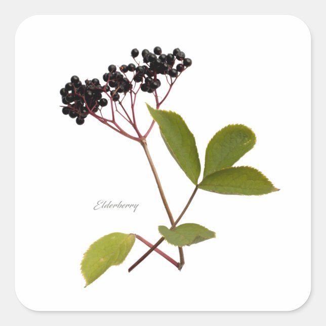 Elderberry Square Sticker (Front)