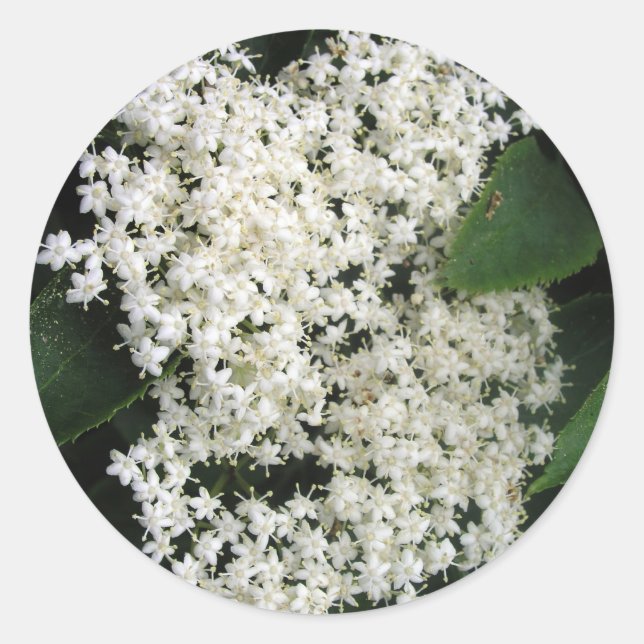 Elderflower Classic Round Sticker (Front)