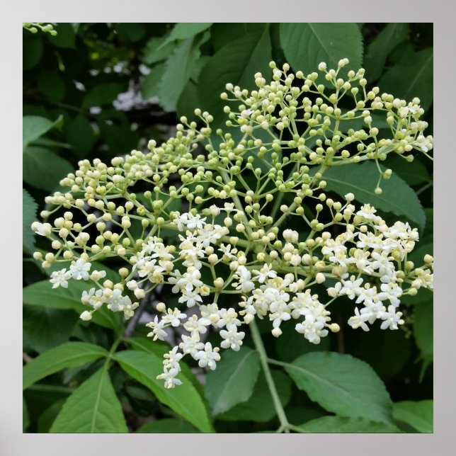 elderflower poster (Front)
