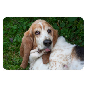 Elderly Basset Magnet