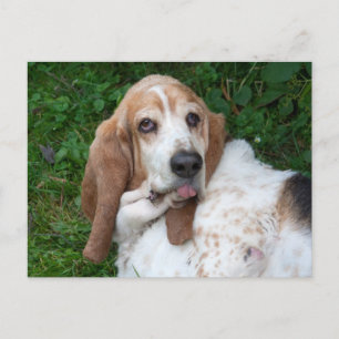 Elderly Basset Postcard