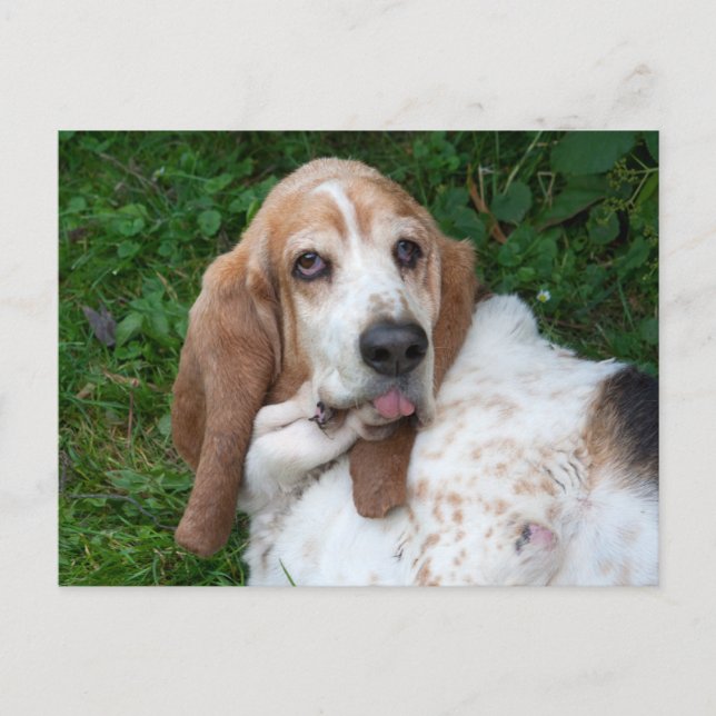 Elderly Basset Postcard (Front)