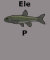 Ele Minnow P
