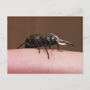 Elebeetle postcard