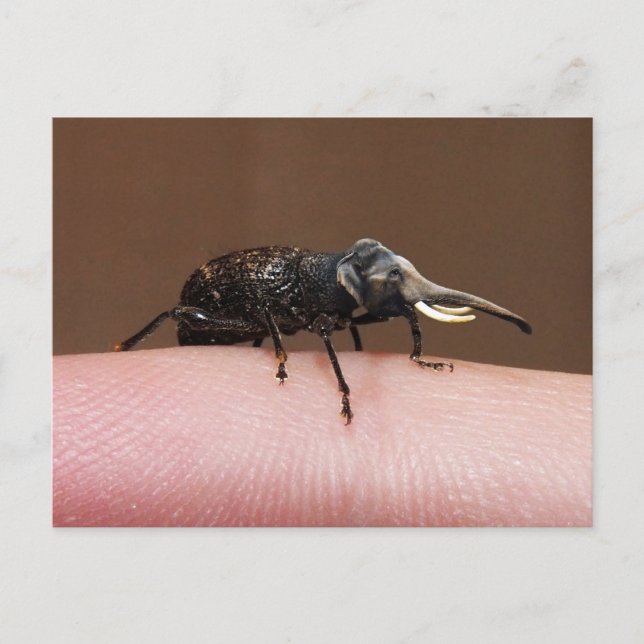 Elebeetle postcard (Front)