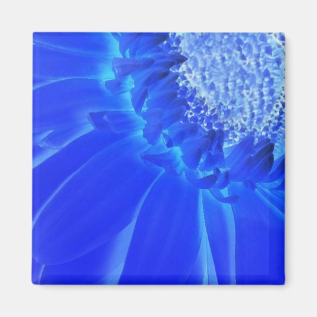 electric blue gerbera magnet (Front)