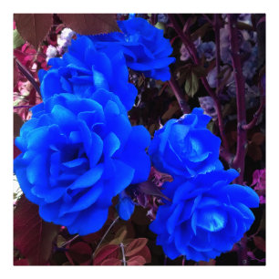 Electric blue Roses Photo Print