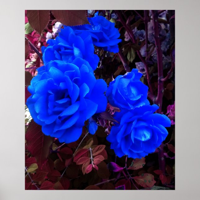 Electric blue Roses  Poster (Front)