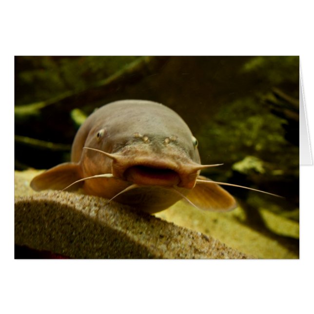 Electric catfish (Front Horizontal)