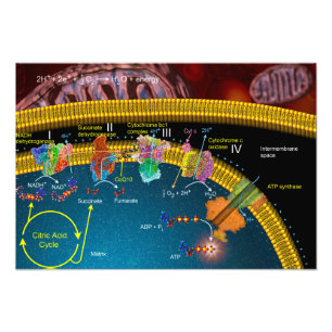 Electron transport poster