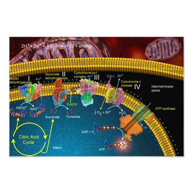 Electron transport poster (Front)