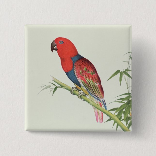 Electus Parrot, on a bamboo shoot 2 Inch Square Button (Front)