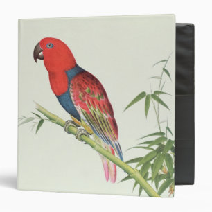 Electus Parrot, on a bamboo shoot Binder