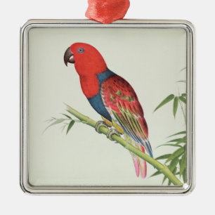 Electus Parrot, on a bamboo shoot Metal Ornament