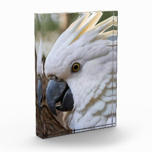 Elegance in White: The Majestic Aussie Cockatoo Photo Block