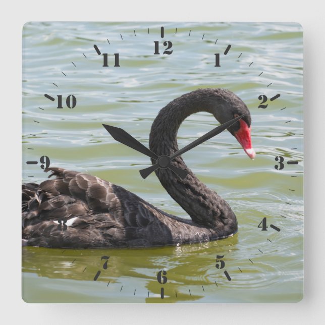 Elegance of Black Swan Square Wall Clock (Front)