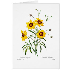 Elegans de Coreopsis