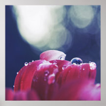 Elegant Abstract Raindrops on Pink Flower Petals