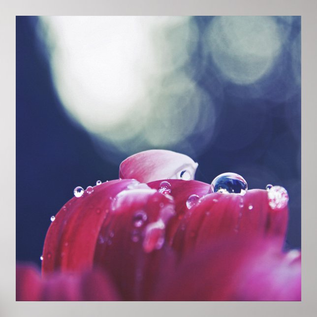 Elegant Abstract Raindrops on Pink Flower Petals  Poster (Front)