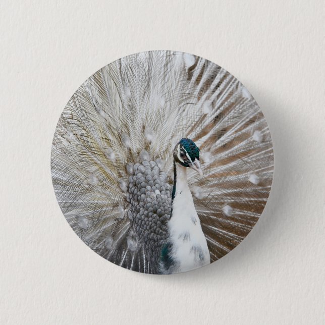Elegant Albino Peacock 2 Inch Round Button (Front)