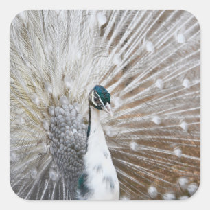 Elegant Albino Peacock Square Sticker
