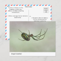 Elegant Arachnid - Nature’s Artistic Weaver Postc
