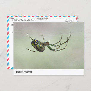  Elegant Arachnid - Nature’s Artistic Weaver Postc Postcard