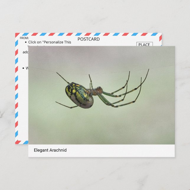  Elegant Arachnid - Nature’s Artistic Weaver Postc Postcard (Front/Back)