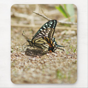 Elegant Asian Swallowtail Butterfly - Detailed Mac Mouse Pad