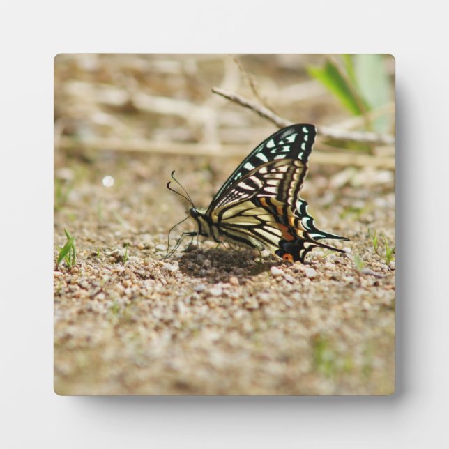 Elegant Asian Swallowtail Butterfly - Detailed Mac Plaque (Front)