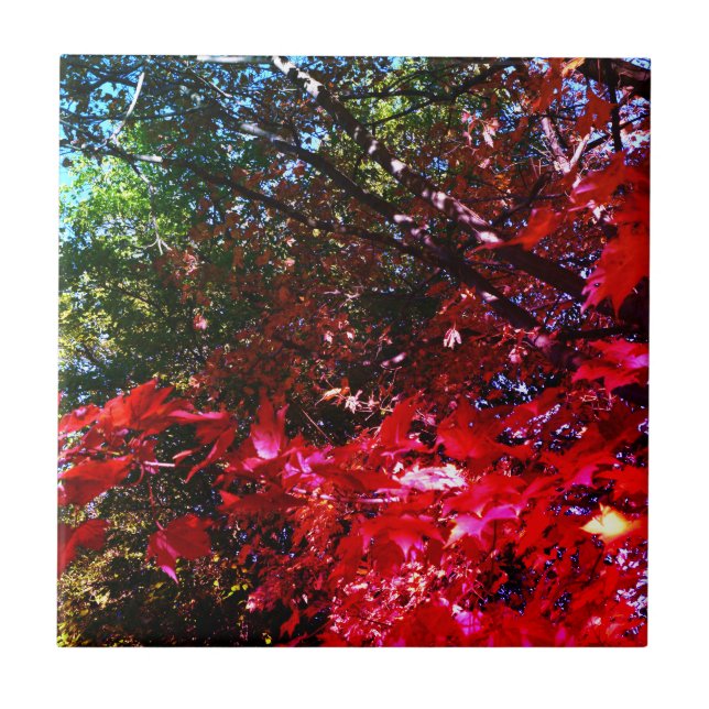 Elegant Autumn trees red pink leaves  Tile (Front)