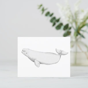 Elegant Beluga Whale Book Illustration Postcard