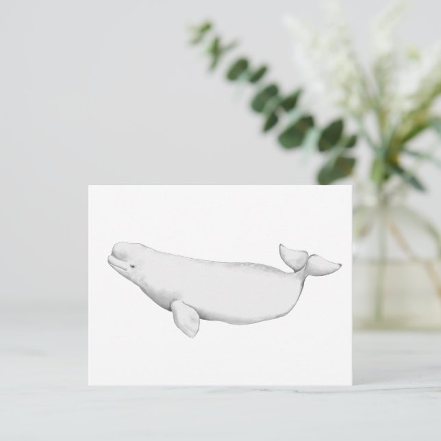  Elegant Beluga Whale Book Illustration   Postcard (Standing Front)
