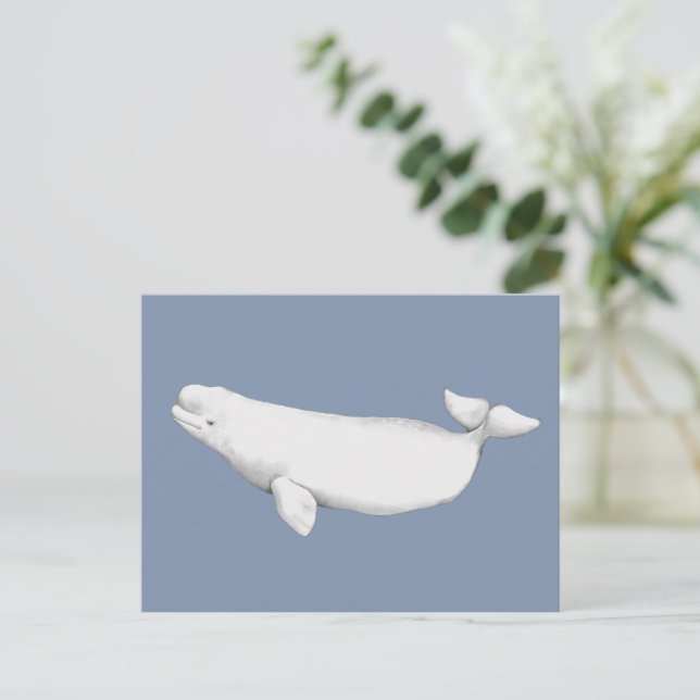  Elegant Beluga Whale Book Illustration    Postcard (Standing Front)