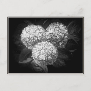 Elegant Black and White Hydrangea Paper Products Postcard