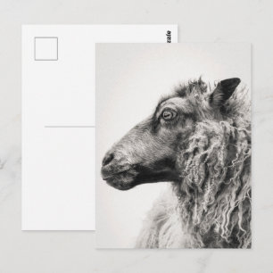 Elegant Black and White Sheep Profile Postcard