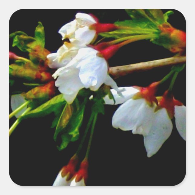Elegant Black White flowering white Blossom Square Sticker (Front)