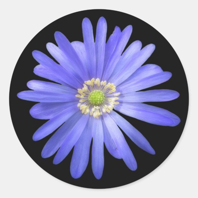 Elegant Blue Anemone Flower Classic Round Sticker (Front)