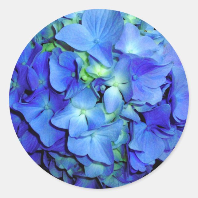 Elegant blue floral blue roses blue hydrangeas  classic round sticker (Front)