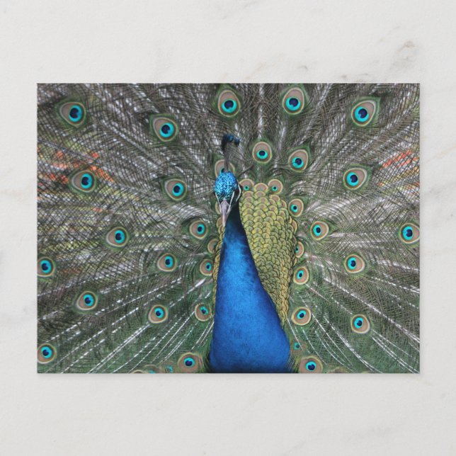 Elegant Blue Peacock Postcard (Front)
