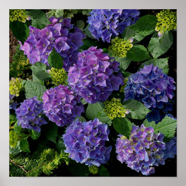Elegant blue purple magenta green floral hydrangea poster (Front)