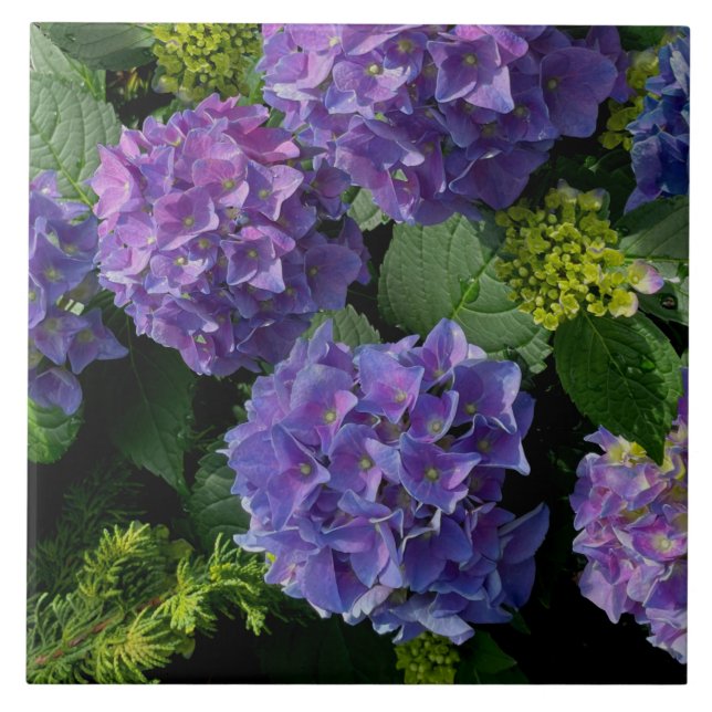 Elegant blue purple magenta green floral hydrangea tile (Front)