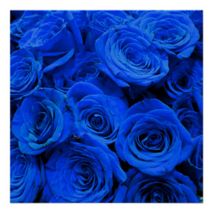 Elegant blue roses blue flowers blue floral poster
