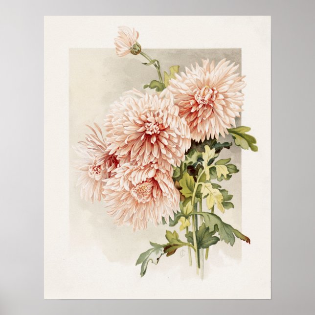 Elegant Blush Pink Vintage Chryanthemums Poster (Front)
