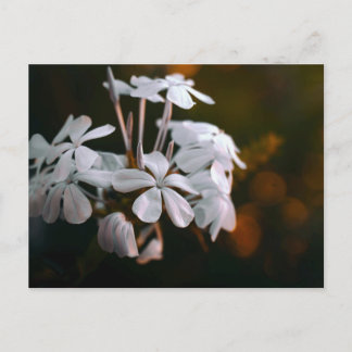 Elegant Botanical Flower Postcard