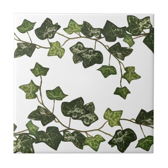 Elegant Botanical Ivy Tile (Front)