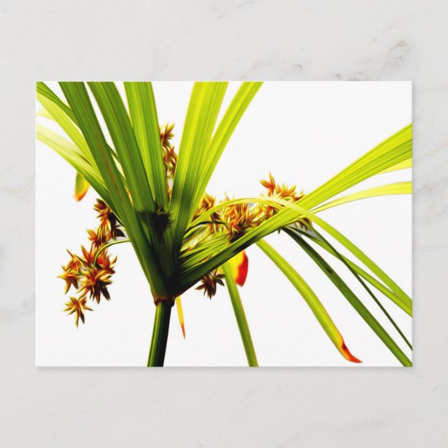 Elegant Botanical Pattern Postcard (Front)