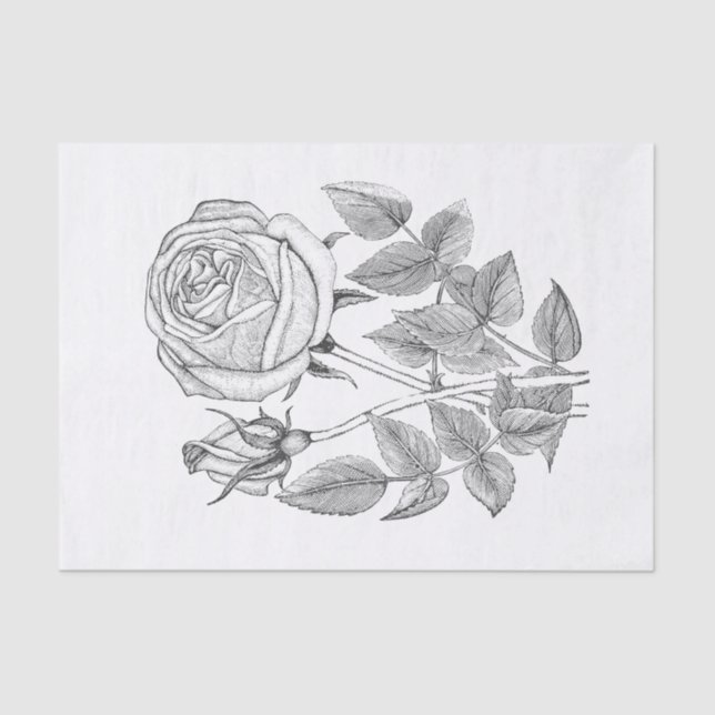 Elegant Botanical Vintage Black White Rose  Tissue Paper (Front)