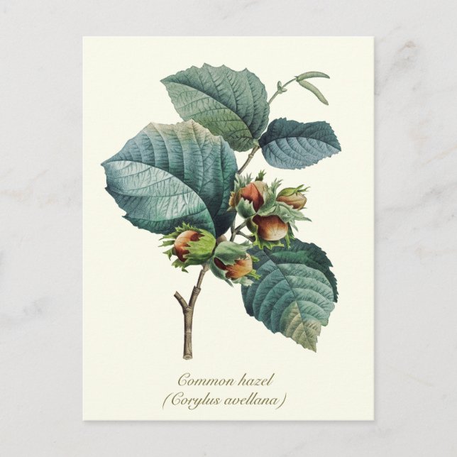 Elegant Botanical Vintage Hazelnut Fruit Postcard (Front)